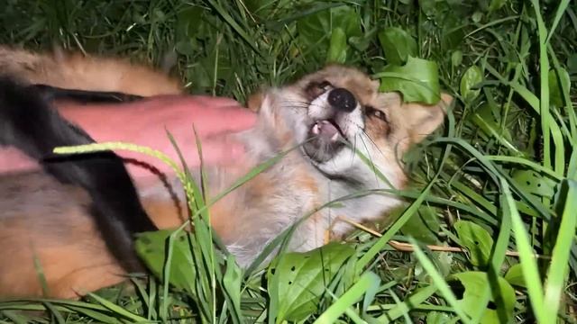 Алиса - лиса. Как уложить спать смотреть онлайн