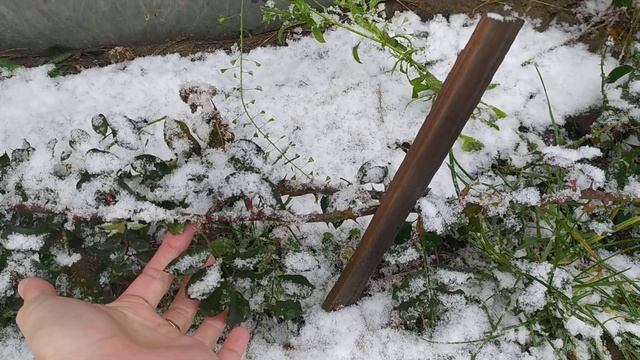 Одна из моих роз не сбросила листья. Так и стоит зелёная! смотреть онлайн