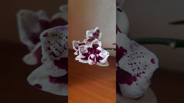 Lioulin Sparrow Peloric