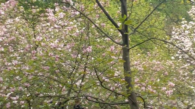 Сакуры, магнолии и другие растения в Киеве! 04.05.2023 смотреть онлайн