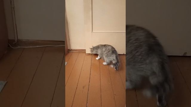 Кошка ловит мотыльков в квартире? смотреть онлайн