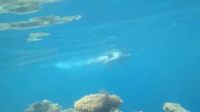 Подводный мир отеля DREAMS BEACH RESORT 5* Египет Шарм-эль-Шейх смотреть онлайн