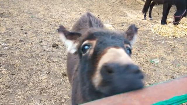 Парк Прибрежный. Набережные Челны смотреть онлайн