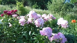 Пион Мсье Жюль Эли в моём саду.