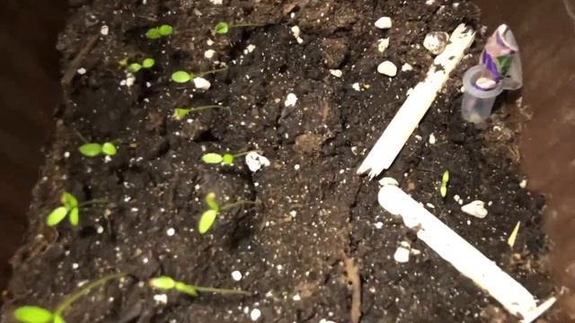 РАССАДЕ 1 месяц. БОЛЬШОЙ ОБЗОР