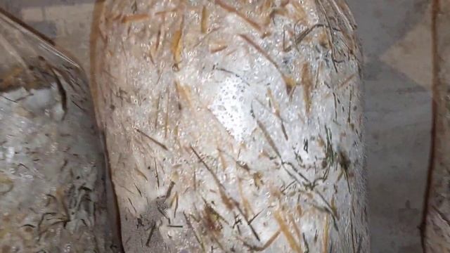 Как вырастить грибы (вешенки) у себя в подвале смотреть онлайн