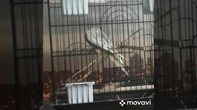 #harizma_ptichka_asorti Самцы корелл. Поведение самцов корелл. смотреть онлайн