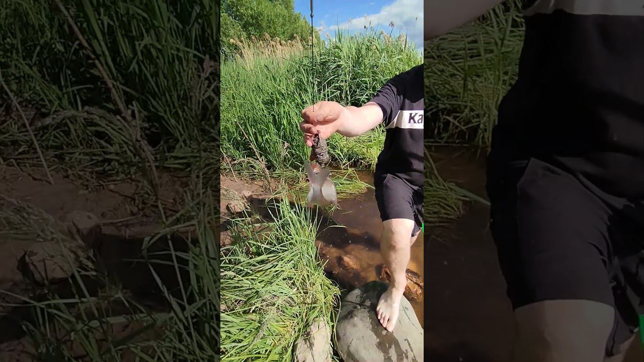 Ловим рыбу на донки. #shortvideo #fishing #рыбалка #fishingvideo смотреть онлайн