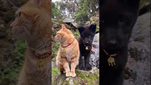 Сэр Рыжик и Черныш смотреть онлайн