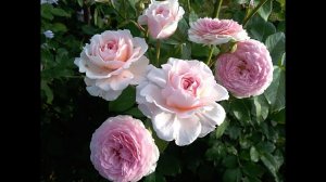 Роза Джеймс Галвей цветет