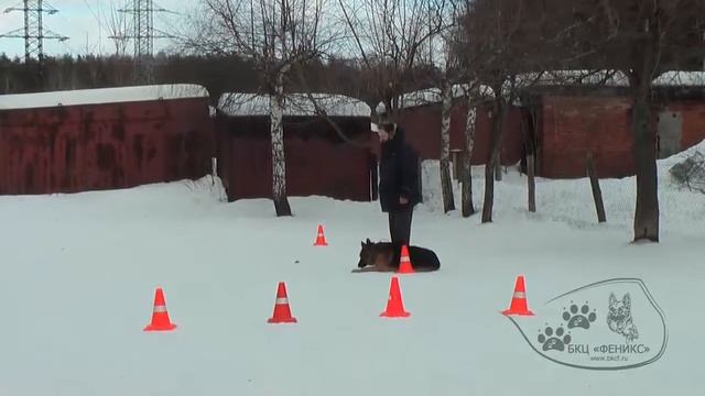 Общий курс дрессировки / ОКД / Василий и Рэник / ДРЕССИРОВКА СОБАК смотреть онлайн