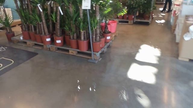 Икеа отдел цветов смотреть онлайн