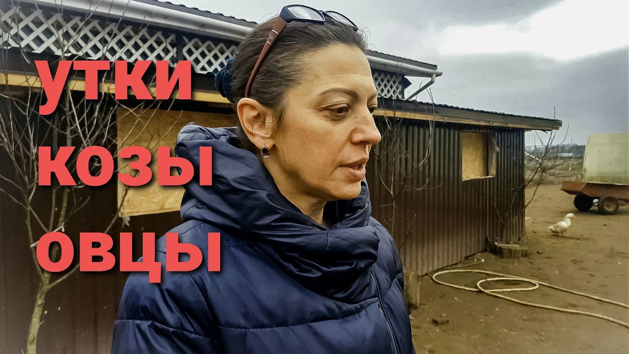 ПРОДАЖА УТОК ОВЦЫ КУРЫ КОЗЫ ХОЗЯЙСТВО АННЫ смотреть онлайн