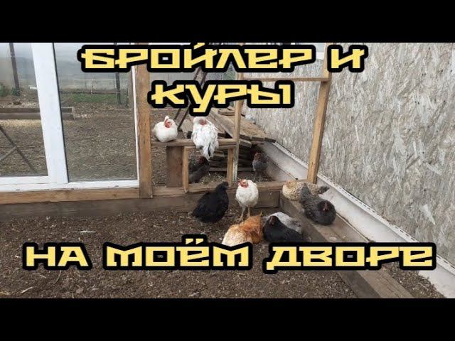 мой птичий двор..... смотреть онлайн