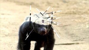 Самый отмороженный зверь на планете! Медоед против