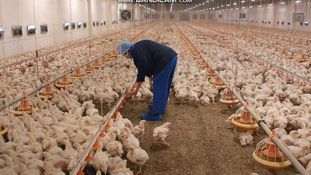 Профессия: птицевод смотреть онлайн