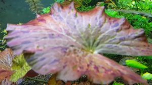 Нимфея - аквариумное растения ,инфо.