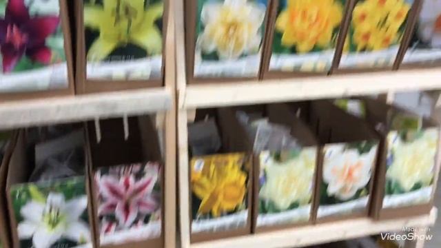 Хосты,Лилии,Тюльпаны в Ашане! Осень 2021. смотреть онлайн