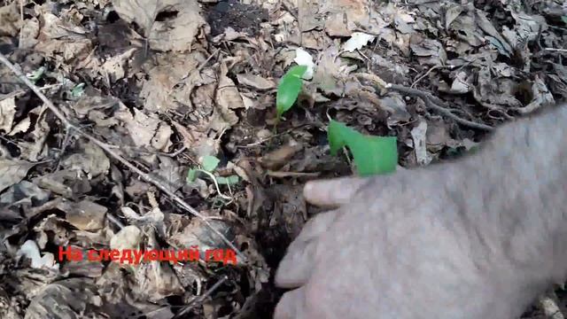 Посадка черемши рассадой(кратко). Planting of ramson (allium ursinum). смотреть онлайн