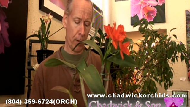 Art Chadwick Discussing Care of Orchids смотреть онлайн