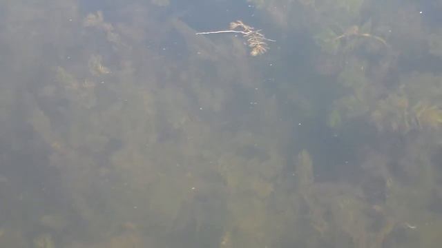 Какая чистая вода реки Синюха в Первомайске смотреть онлайн