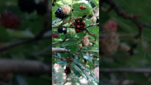 Нашествие божьих коровок ??? Облепили шелковицу смотреть онлайн