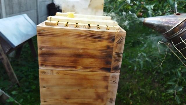 Просто ли отобрать мёд, в простом японском улье? смотреть онлайн