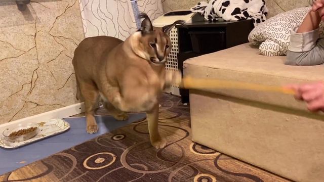 Caracal(Floppa) is fight with stick) смотреть онлайн