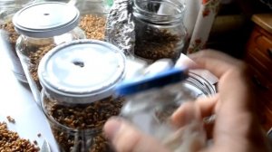 Как сделать мицелий.зерновой мицелий. вешенка, шампиньоны.