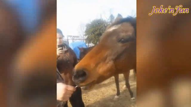 Лучшие Приколы с Животными - Funny Animals #6 смотреть онлайн