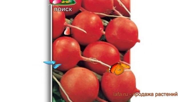 Редис обыкновенный Кварта (kvarta) ? редис Кварта обзор: как сажать семена редиса Кварта смотреть онлайн