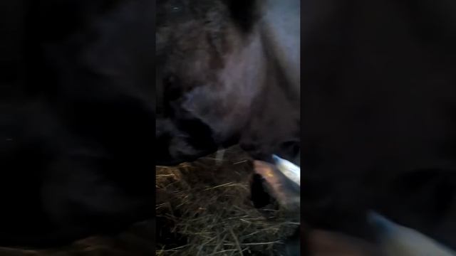 как выбрать корову часть 2 смотреть онлайн