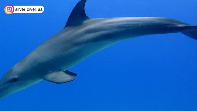 ?? Egypt 2021: ? Diving in Hurgada with ? Dolphins смотреть онлайн