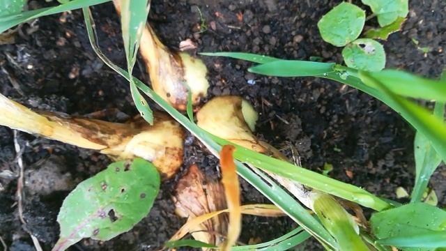 Лук шалот семейный кормилец (сорт 19) смотреть онлайн