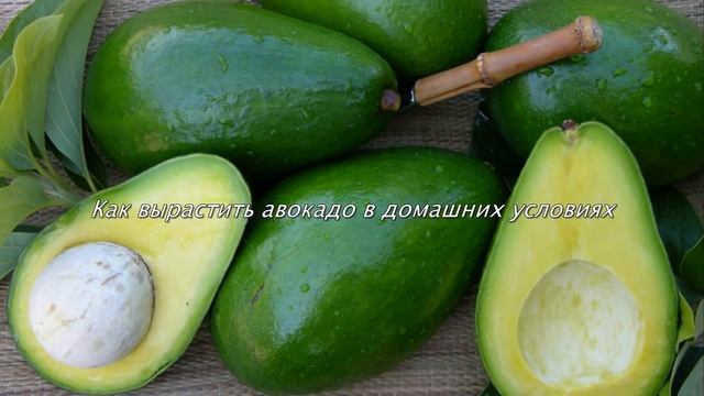 Как вырастить АВОКАДО ИЗ КОСТОЧКИ в домашних условиях смотреть онлайн