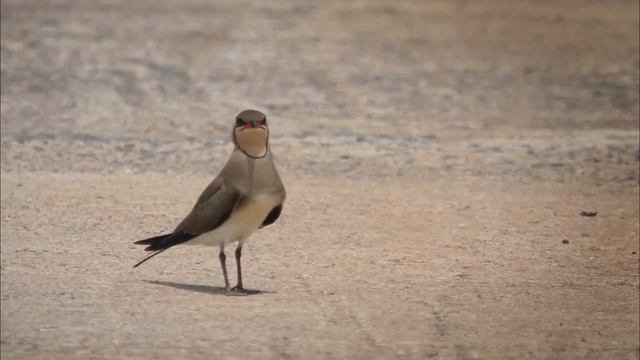 Луговая тиркушка - Glareola pratincole смотреть онлайн