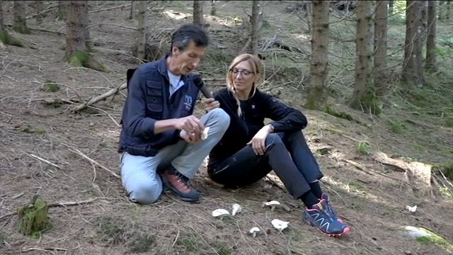 Lactarius piperatus @ Conoscere i funghi 02.09.2016 смотреть онлайн