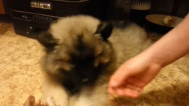 Кеесхонд Буран и лошадка смотреть онлайн