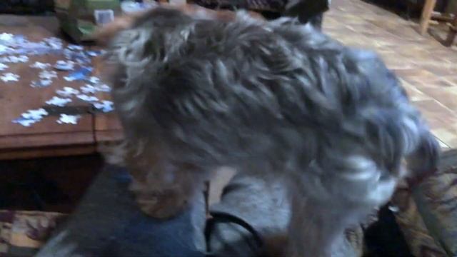 VLOG: Big Bear Пригород Лос Анджелеса, Горы, Озеро смотреть онлайн