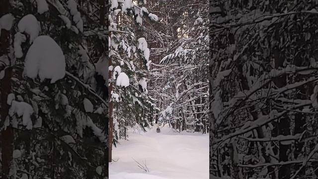 Собака в лесу смотреть онлайн