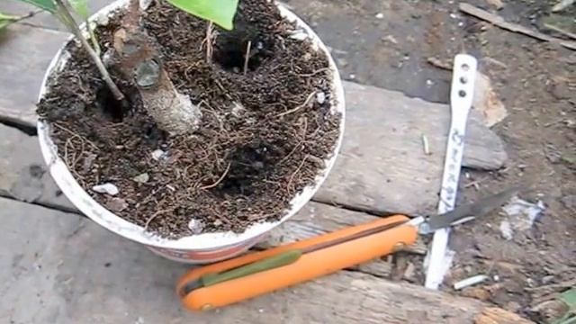 Выращивание воздушных корней у бонсай. смотреть онлайн
