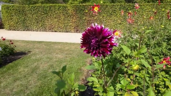 DAHLIA ALAUNA CLAIR OBSCUR IN PARK VORDENSTEIN 2022