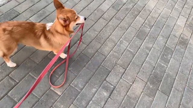 Моя первая машина | VLOG | Корги Белла