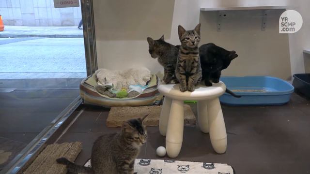 What you need to know about fostering animals in Hong Kong смотреть онлайн
