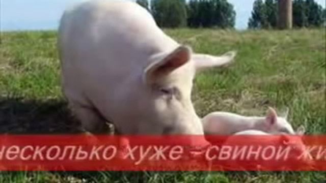 Корм для свиней смотреть онлайн