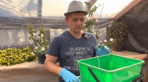 Дипладения, мандевилла готовим к зимовке. Дипладения обрезка. Дипладения размножение.