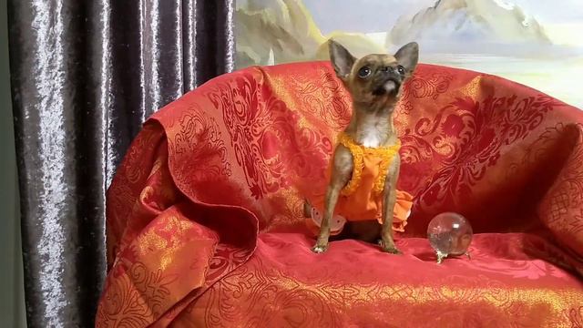 Алиса чихуахуа настоящая модель! Играем с масками для собак в tiktok. Говорящая собака блогер смотреть онлайн