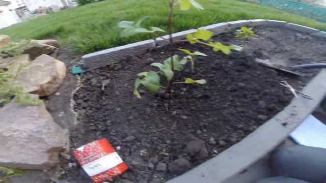 Высаживаем Георгины в открытый грунт смотреть онлайн