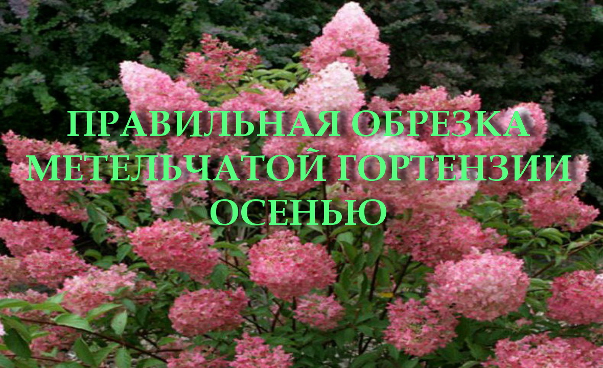 ПРАВИЛЬНАЯ ОБРЕЗКА МЕТЕЛЬЧАТОЙ ГОРТЕНЗИИ ОСЕНЬЮ смотреть онлайн