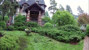 Стрижка массива из горных сосен